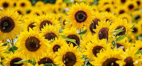 How to Crochet a Sunflower